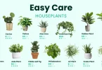 easy plant care