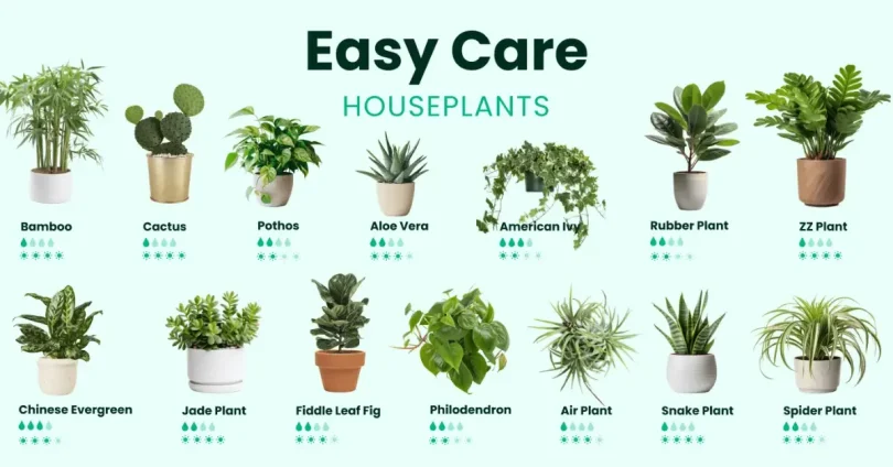 easy plant care