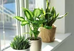 houseplant care tips