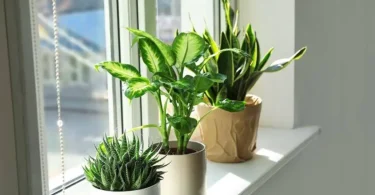 houseplant care tips