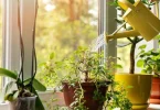 indoor plant care