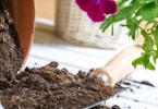 indoor plant guide