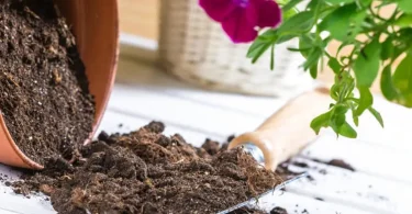 indoor plant guide