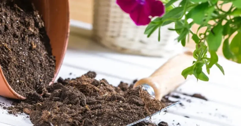 indoor plant guide
