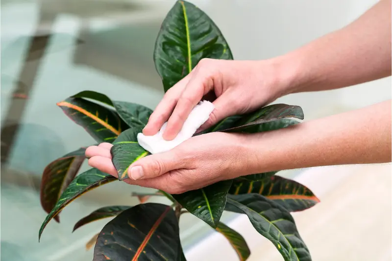 inspect plant health carefully