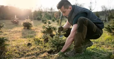 outdoor plant care