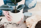 plant care guide
