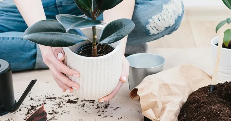 plant care guide