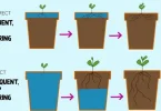 plant watering tips