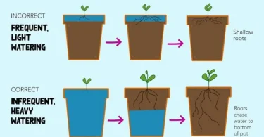 plant watering tips