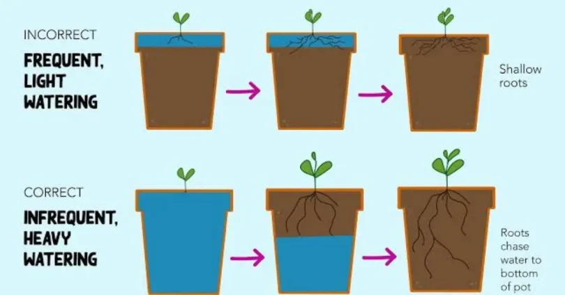 plant watering tips