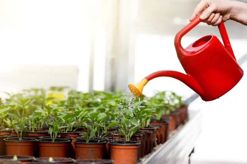 water the soil, not the leaves