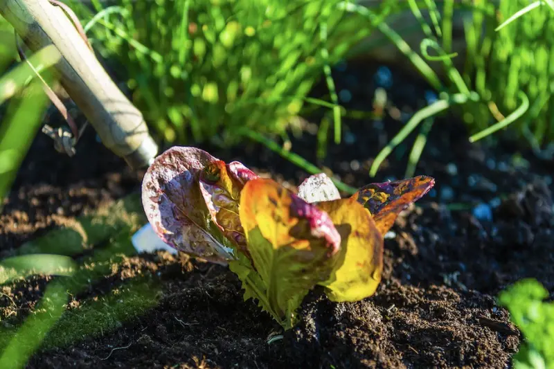 watering outdoor plants