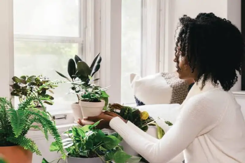 watering your indoor plants
