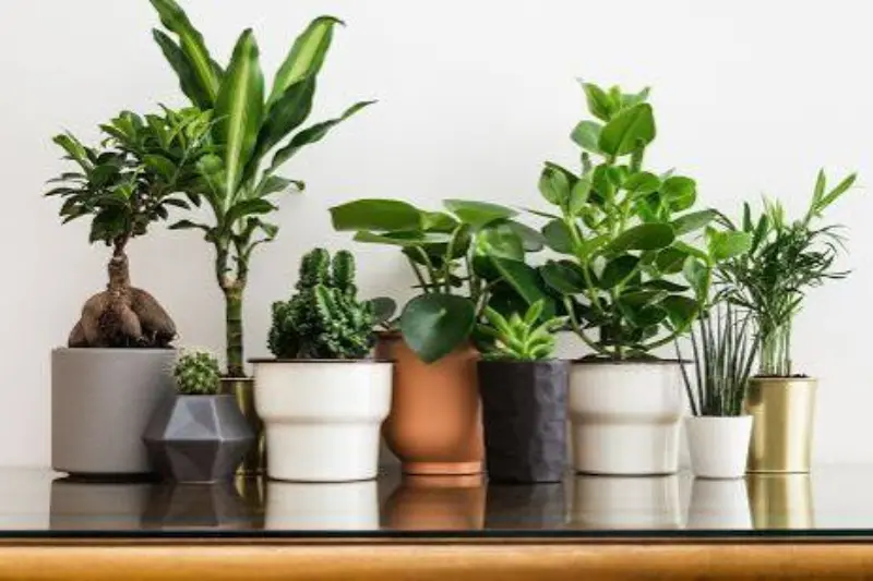 why houseplants are worth growing
