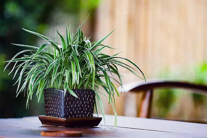 why indoor plants are beneficial
