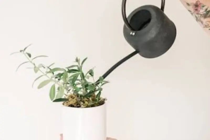 why plant care is important