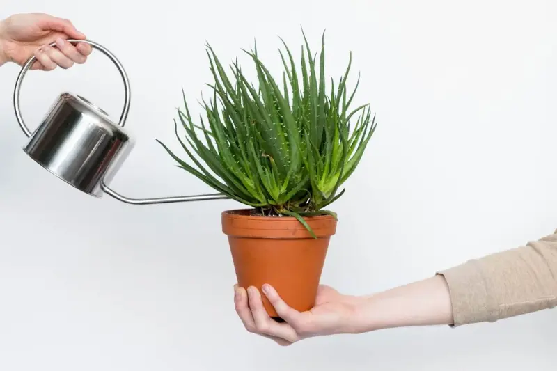 why proper watering is important